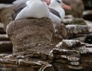 black-browed Albatross on Nest