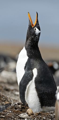 Gentoo Penguin 