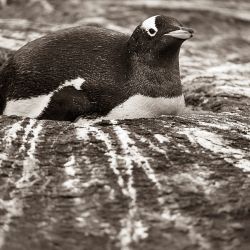 Gentoo Penguin on Nest B&W