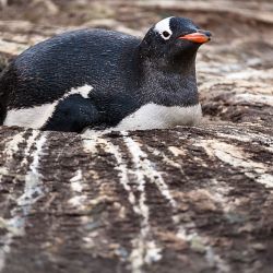 Gentoo Penguin 
