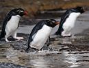 Rockhopper Penguins