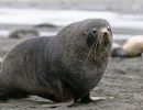 Antarctic Fur Seal 