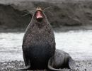 Antarctic Fur Seal 