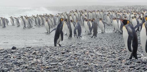 King Penguins