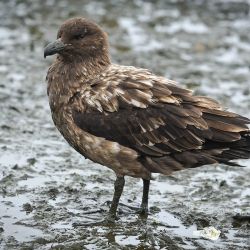 Skua