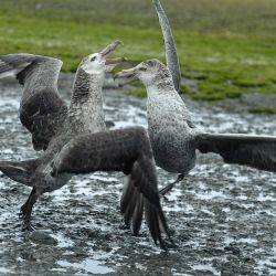 northern giant petrel 