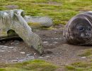 southern elephant seal pup