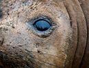 southern elephant seal