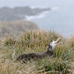 Wandering Albatross Chick