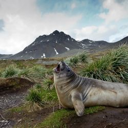 southern elephant seal