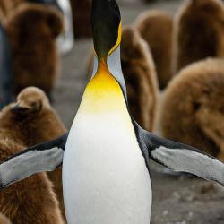 King Penguin