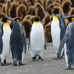 king penguin