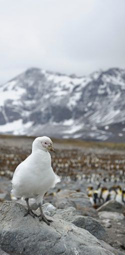 snowy sheathbill