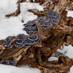 Tinder Fungi in Snow