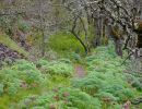 Lomatium Trail