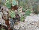  Prickly Pear with Tortoise