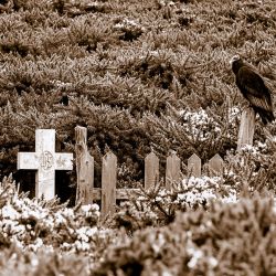 Settler's Grave Settler's Grave
